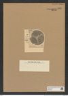 Debya insignis Pant. (de-Toni-Nr.: Genus 229, Species 5634) Zeichnungen Sammlung Grunow Nr. 9621 (NHMW-BOT-W0379544)